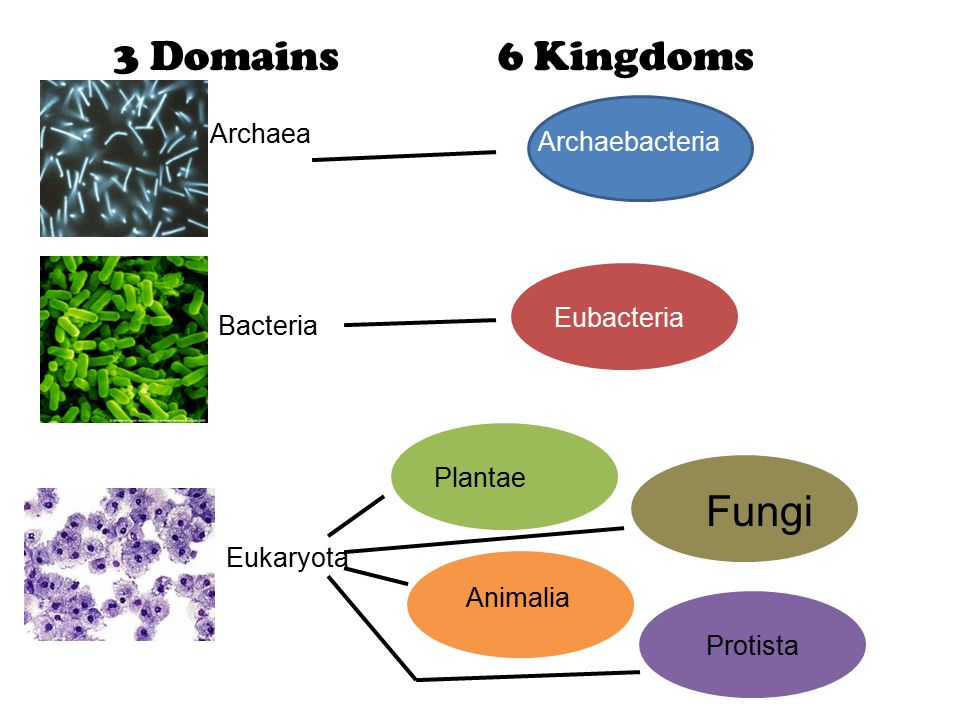 The Five kingdom and three domain classification system Essay